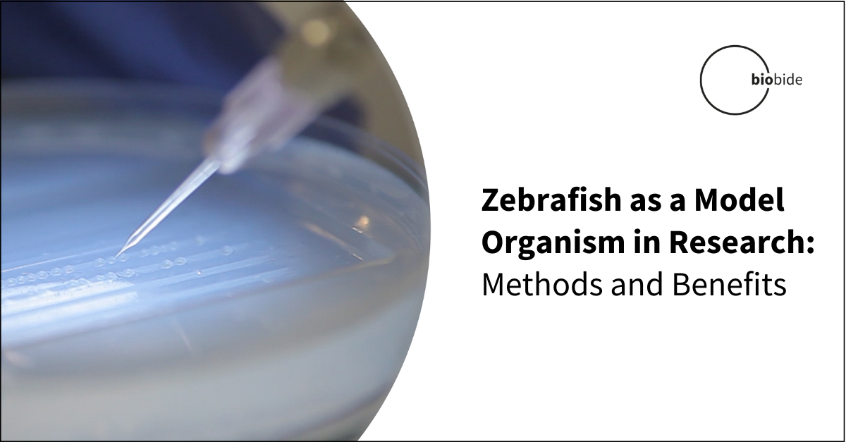 Zebrafish as a Model Organism in Research: Methods and Benefits